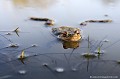 <br><br>Nom anglais : Common toad
<br>Vivre, voudra dire pour le Crapaud commun trouver sa nourriture : limaces, larves, moustiques... qui ne sont pas toujours là quand il le faut.
<br><br>Photo réalisée en France, dans l'Allier (Auvergne)
<br><br>
 Crapaud commun
crapaud
Bufo bufo
Common toad
Auvergne
Allier
Vivre
nourriture 